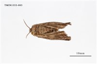 藏品(毒蛾科)的圖片